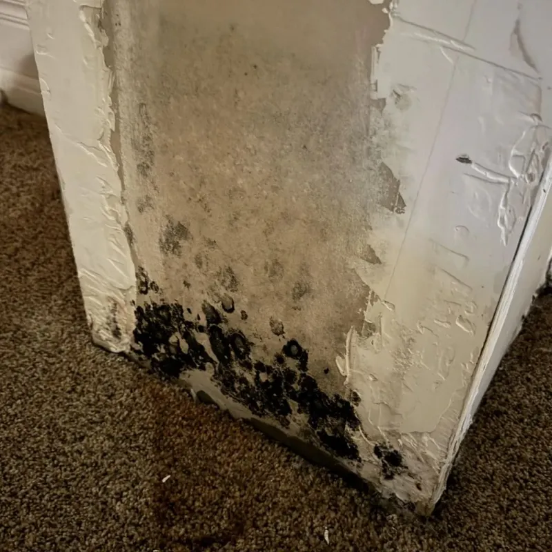 Professional Mold Removal in Moores Mill, AL